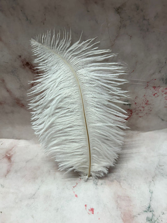 Ostrich Feather